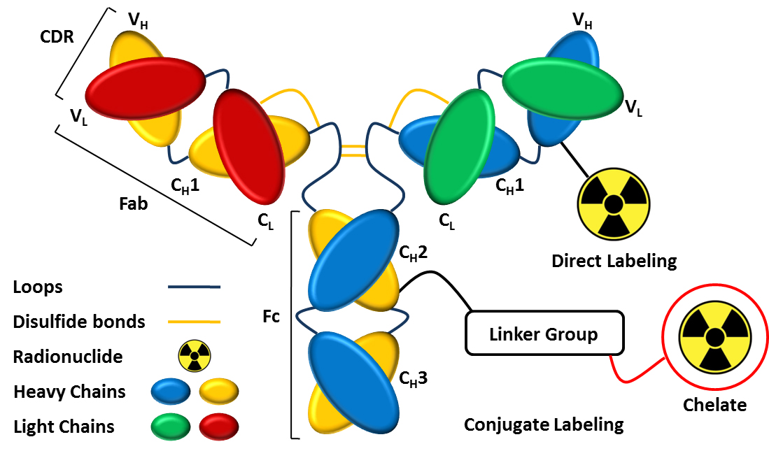 antibody