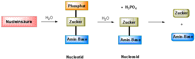 Biomoleküle Biomoleküle